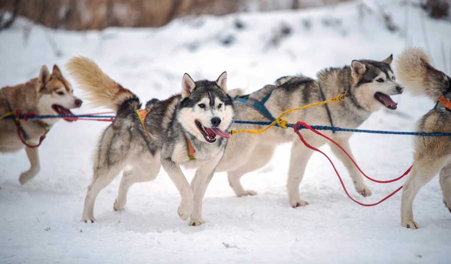 Vista de perros de trineo durante el invierno en Breckenridge