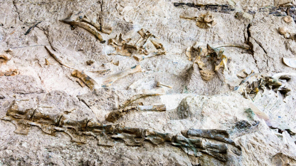 Primer vistazo a los fósiles en el Monumento Nacional de los Dinosaurios