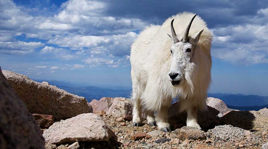 Vista de una cabra montés en el Monte Evans en Colorado