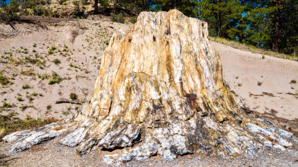 Tronco del árbol petrificado en el Monumento Nacional Florissant Fossil Beds