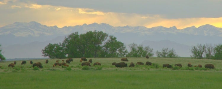 vista, de, bisonte, con, montañas, en, plano de fondo