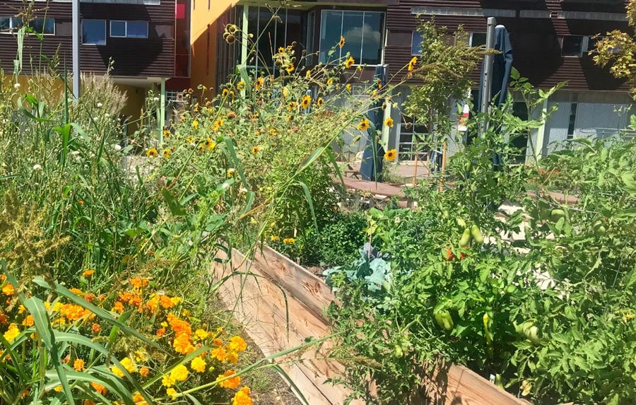 Vista de las plantas fuera de la Incubadora de Alimentos Comal Heritage
