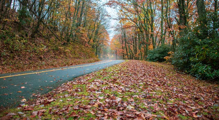 Un camino forestal cubierto de hojas durante la temporada de otoño