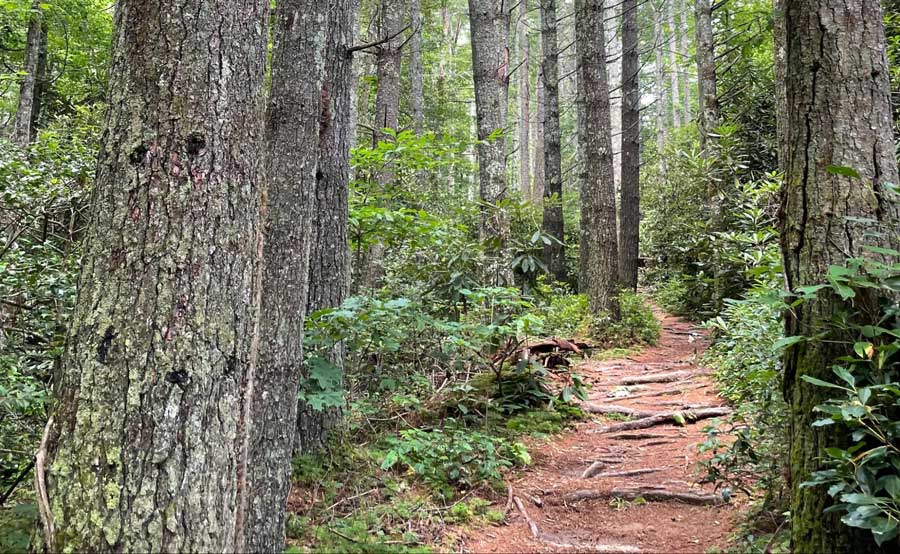 Un sendero en un bosque en Asheville