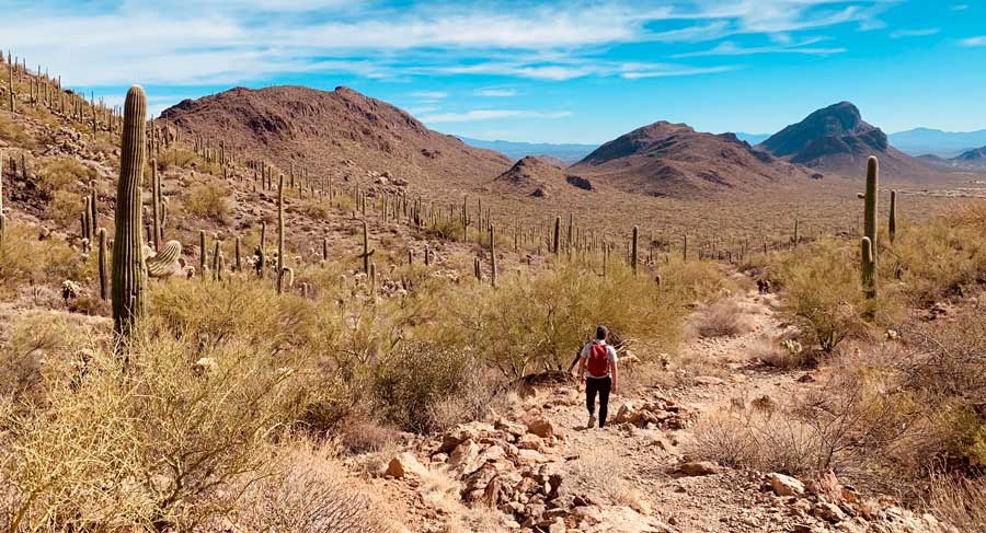 Un hombre haciendo una caminata en el Parque Nacional Saguaro
