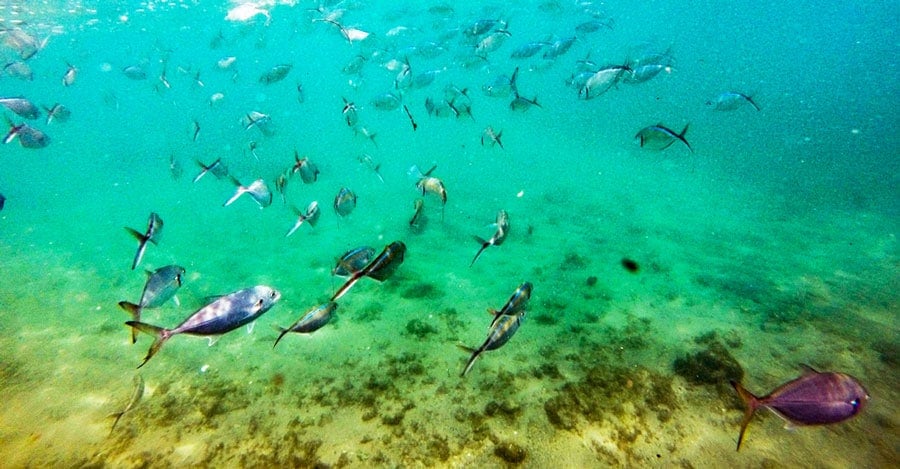 Vista de peces debajo de la Playa Escambrón