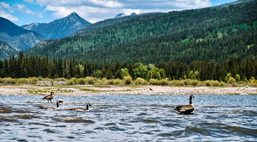 Vista panorámica de la montaña y patos en el lago en el embalse de Vallecito en Durango, Colorado