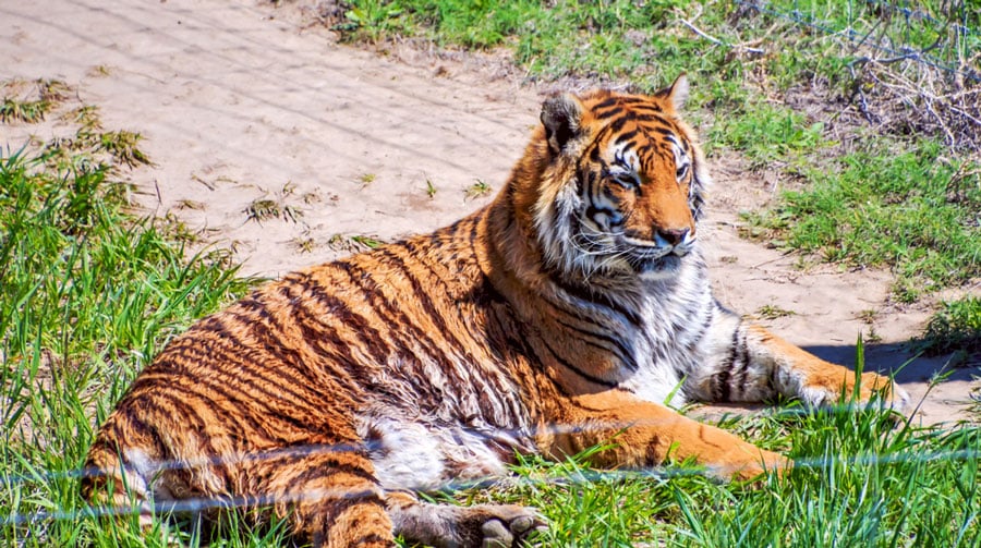 Vista de un tigre en el Santuario de Animales Salvajes