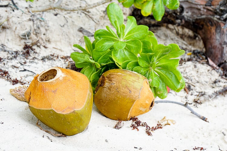 ¡Estos consejos para visitar la isla de Culebra, Puerto Rico te ayudarán a aprovechar al máximo tu viaje!