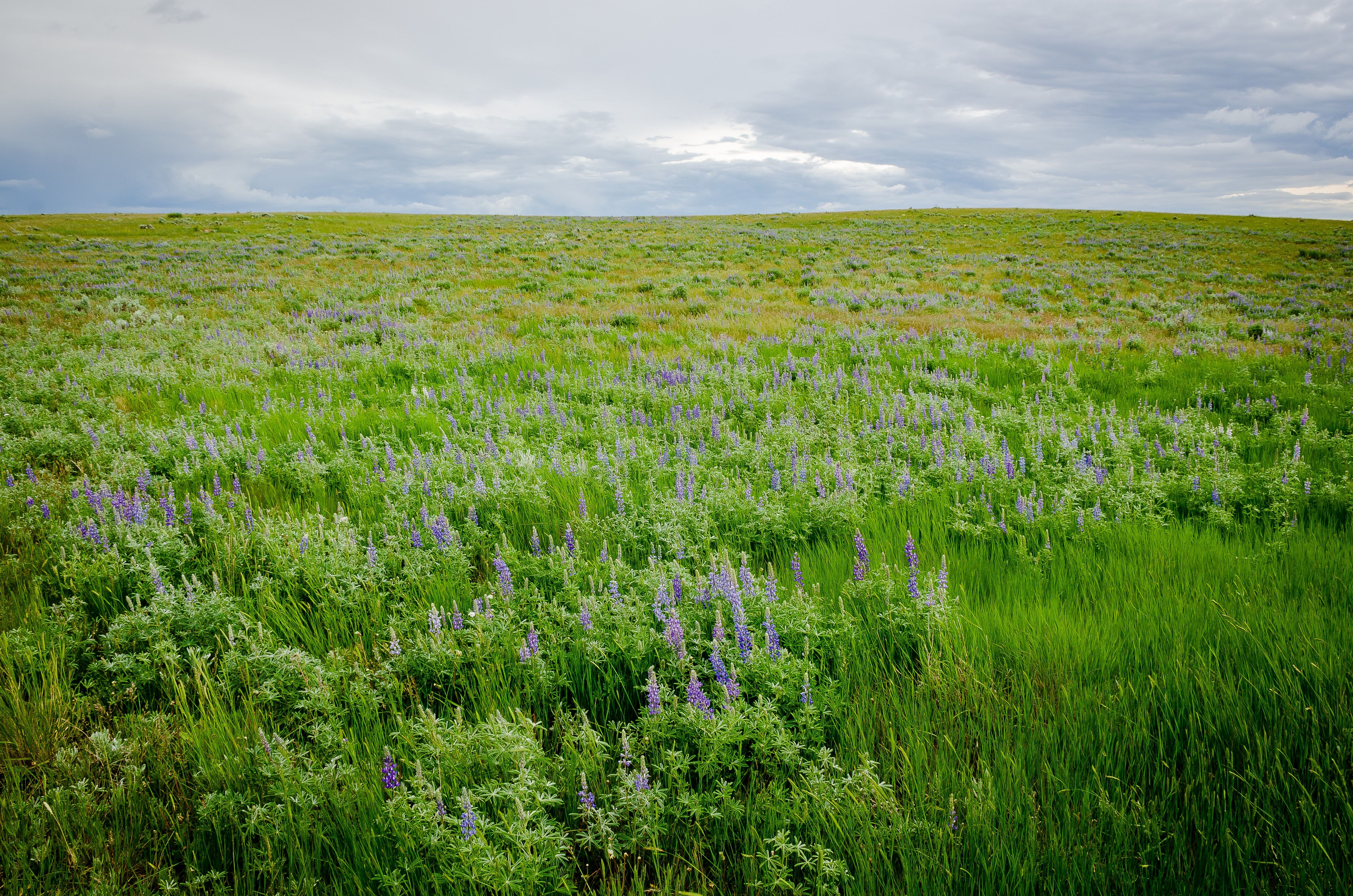 Sur de Alberta, AB, Canadá