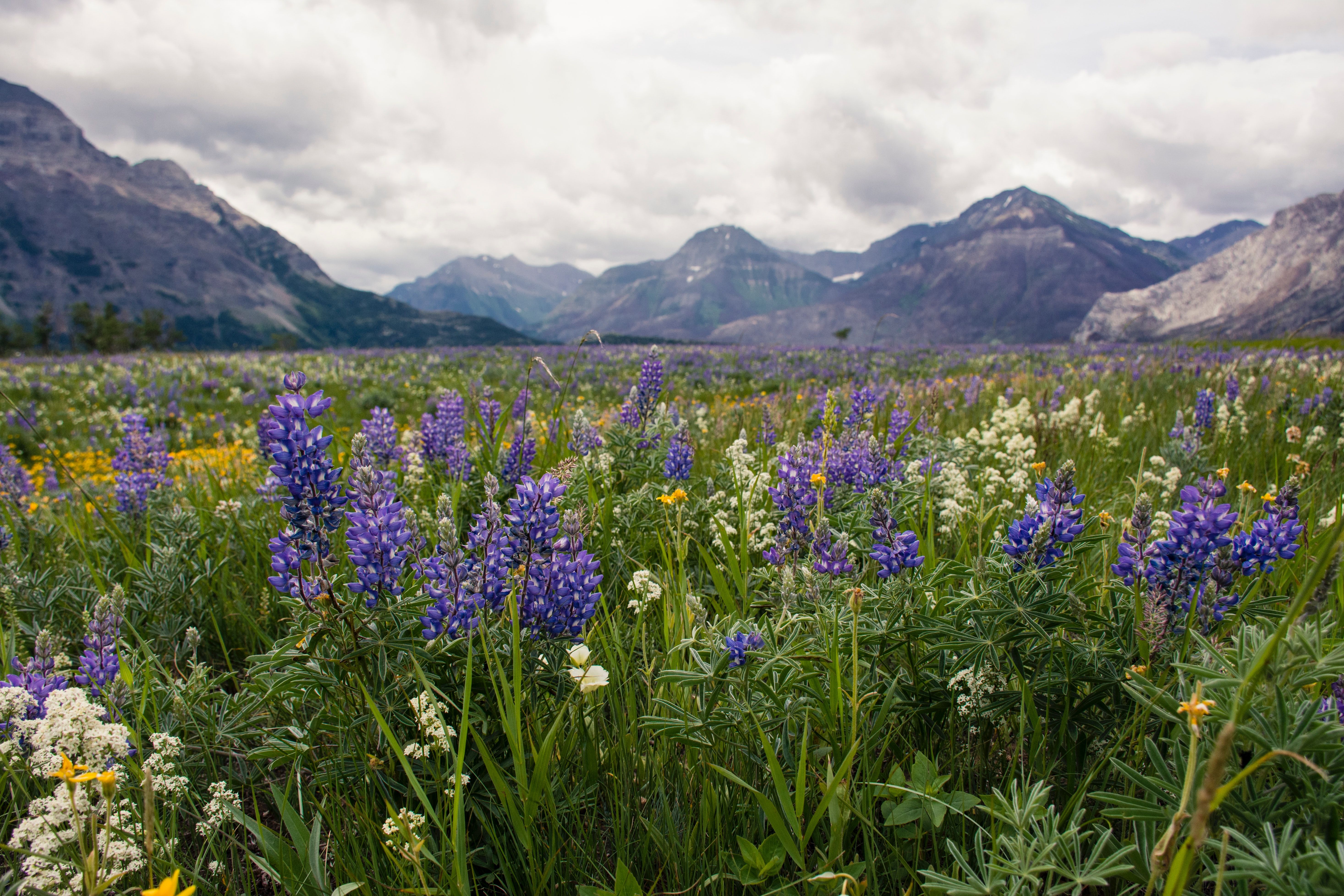 Campo de flores Waterton, AB, Canadá